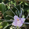 Flower Characteristics